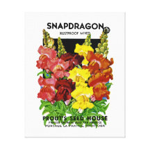 Snapdragon Vintage Seed Packet Gallery Wrapped Canvas