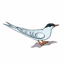 Snappy Sparrow Photo Cutout