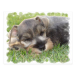 Snoozing Schnauzer Postcard