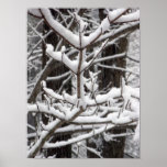 Snow-covered Branches Posters