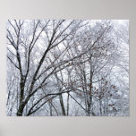 Snow-covered Oak Tree Poster