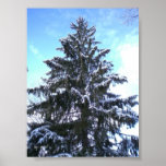 Snow Covered Tree Print
