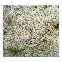 Snow Grass Art Photo