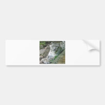 Snow Leopard 1 Bumper Stickers