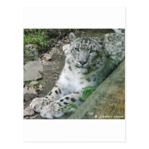 Snow Leopard 1 Postcards