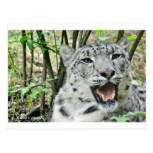 Snow Leopard 2 Postcards