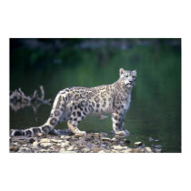 Snow Leopard beside river posters