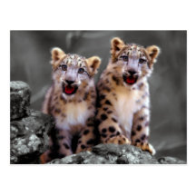 Snow Leopard Cubs Postcards