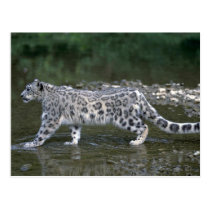 Snow leopard in river postcards