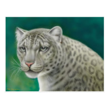 Snow Leopard Postcard