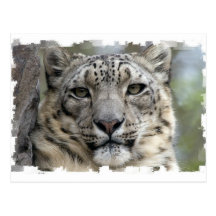 Snow Leopard Postcard