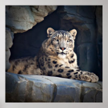 Snow Leopard Posters