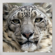Snow Leopard Print