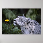 snow leopard sniffing flower large poster