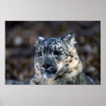 Snow Leopard-winter-close-up Posters