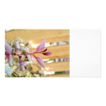snow moutain plant pink purple against wood.jpg photo greeting card