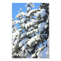 Snow on Evergreens Photo Art