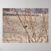 Snowbird in the Weeds 1 Print