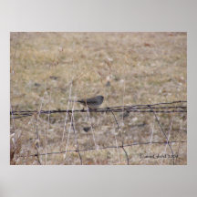 Snowbird on a Fence 2 Posters