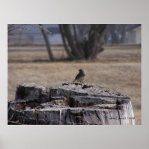 Snowbird on a Stump 1 Poster