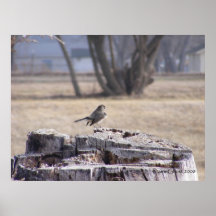 Snowbird on a Stump 2 Posters
