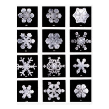 Snowflakes Post Card