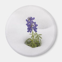 Snowy Bluebonnet - magnet