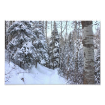 Snowy Canadian Forest Photo