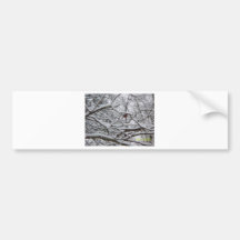 snowy oak limbs bumper stickers