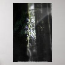 snowy Oregon ferns in trees 3 Posters