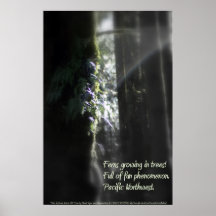 snowy Oregon ferns in trees 3 with haiku Poster