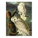 Snowy Owl, John James Audubon postcards