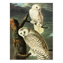Snowy Owl, John James Audubon Post Card