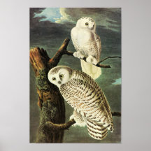 Snowy Owl, John James Audubon Posters