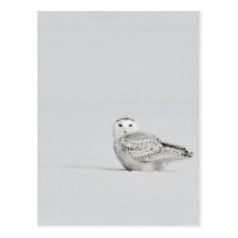 Snowy Owl Postcard