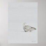 Snowy Owl Poster