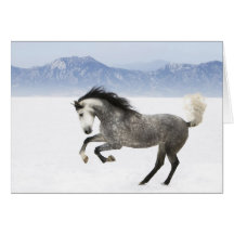 Snowy Romp Horse Greeting Card