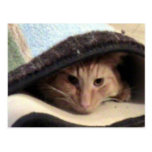 Snug As Bug Postcard