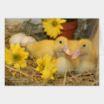 Snuggling Ducklings cards