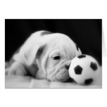"Soccer Ball Nose" English Bulldog Puppy Greeting Cards