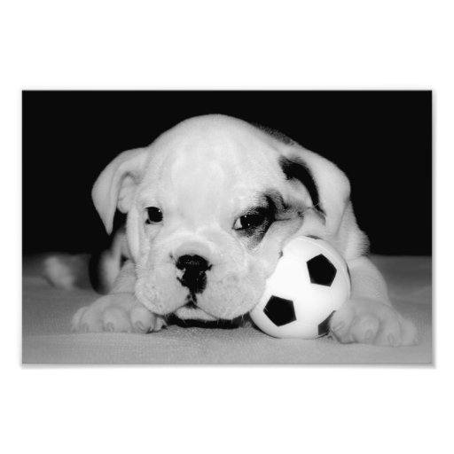 "Soccer Puppy" English Bulldog Photograph