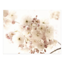 Soft Apple Blossom Postcard