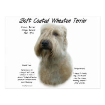 Soft Coated Wheaten Terrier History Design Post Card