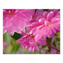 Soft Lavender Dahlia Fine Art Print Photo Print