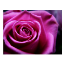 Soft Pink Rose postcard