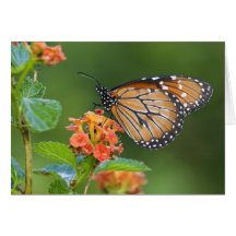 Soldier (Danaus eresimus) butterfly feeding on Greeting Card