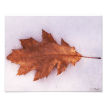 Solitude Photo