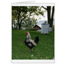 Solo Chicken Greeting Cards