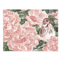 Song Sparrow and Pink Roses Flower Painting Post Cards