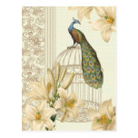 Sophisticated vintage Peacock & Cage Lily Postcard